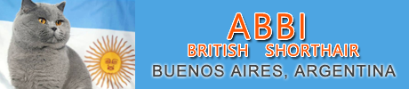 ABBI British Shorthair Argentina